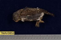 藏品(鵂鶹)的圖片